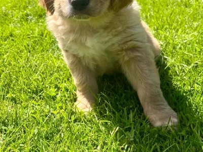 Golden Retriever – Nullawarre