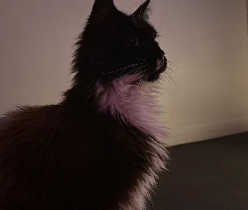 Maine Coon – Rose Bay