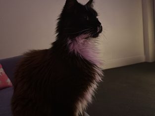 Maine Coon – Rose Bay