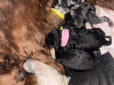 Cavoodle – Yankalilla