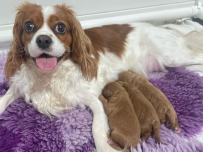 Cavoodle – Mandurah