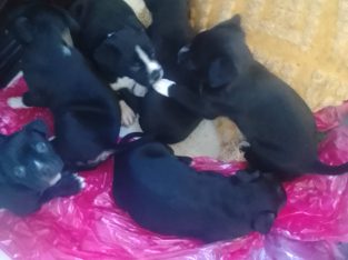 American Staffordshire Bull Terrier – Blackett