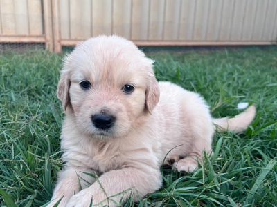 Golden Retriever – Toowoomba