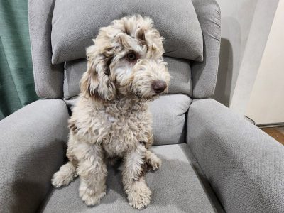 Labradoodle – Browns Plains
