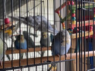 Budgerigar – Melton