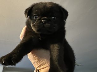 Pug – Wyndham Vale