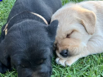 Labrador Retriever – Cowra