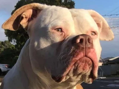 American Bulldog – Gawler Belt