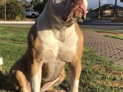 American Bulldog – Gawler Belt