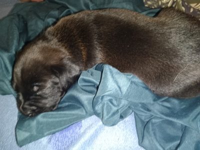 American Staffordshire Bull Terrier – Upper Coomera