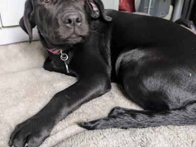 Labrador Retriever – Blackalls Park