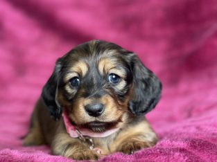 Dachshund – Young