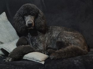 Poodle Standard – Victoria