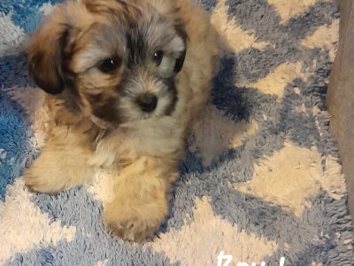 Maltese – Elizabeth Downs