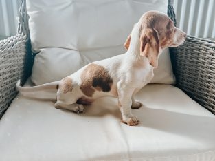 Dachshund – Narrabri