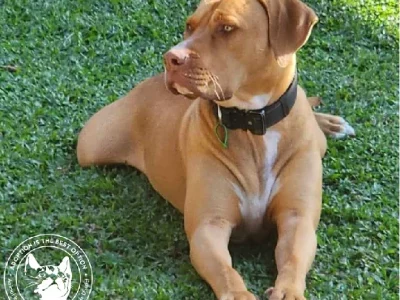 American Staffordshire Bull Terrier – Cairns