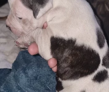 American Staffordshire Bull Terrier – Penrith