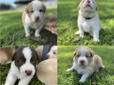 Border Collie – Chandler