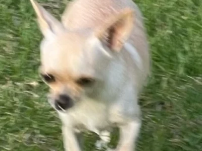 Chihuahua – Hurstville