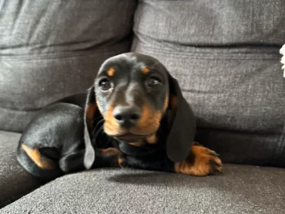 Dachshund – Toowoomba