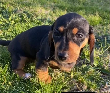Dachshund – Wodonga