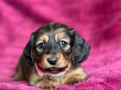 Dachshund – Young
