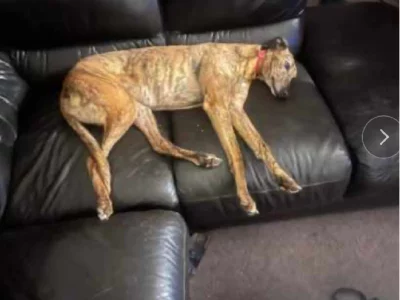 Greyhound – Melbourne