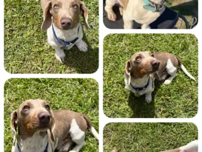 Miniature Dachshund Stud Isabella Piebald With Tickling