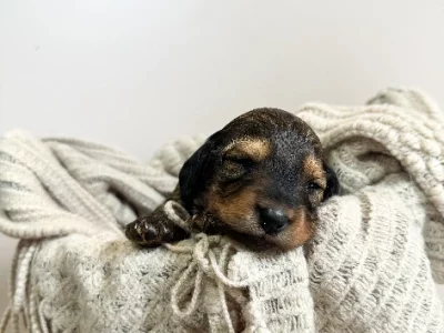 Miniature Dachshund – Taree