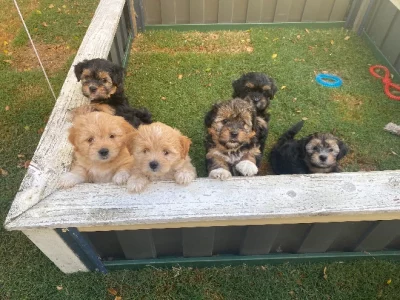 Moodle – ross meaclem