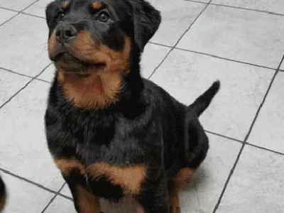 Rottweiler – Capalaba