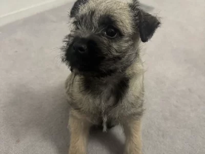 Schnauzer (Miniature) – Mont Albert