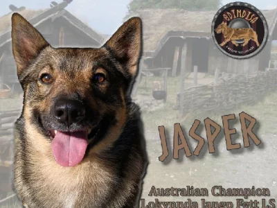 Swedish Vallhund – Perth