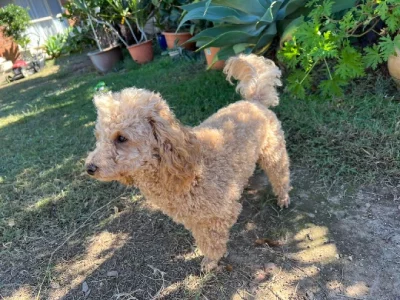 Toy Poodle DNA 100% clear