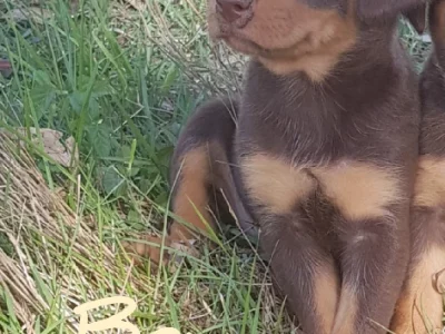 Australian Kelpie – Calvert