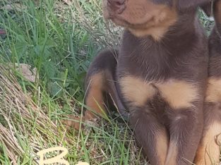Australian Kelpie – Calvert