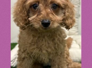 Cavoodle – Glenhaven