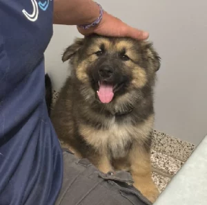 Alaskan Malamute – Rosewood