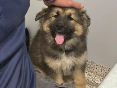 Alaskan Malamute – Rosewood