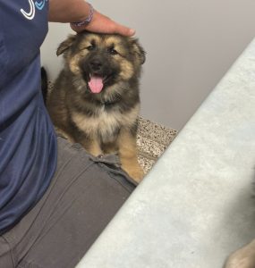 Alaskan Malamute – Rosewood