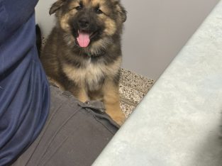 Alaskan Malamute – Rosewood