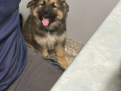 Alaskan Malamute – Rosewood