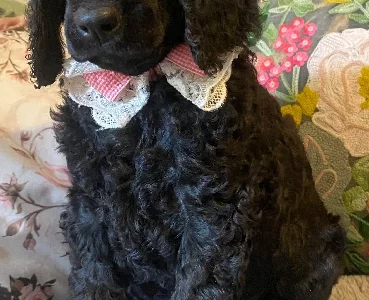 Poodle Standard – South Australia