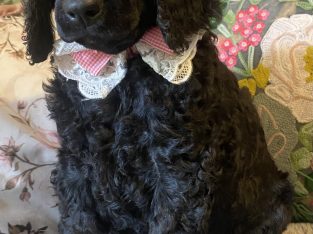 Poodle Standard – South Australia