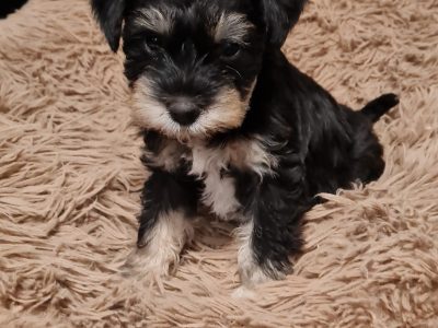 Schnauzer (Miniature) – Glenfield Park