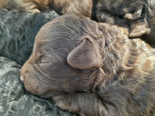 Toy Poodle – Maldon