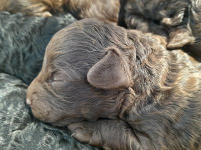 Toy Poodle – Maldon