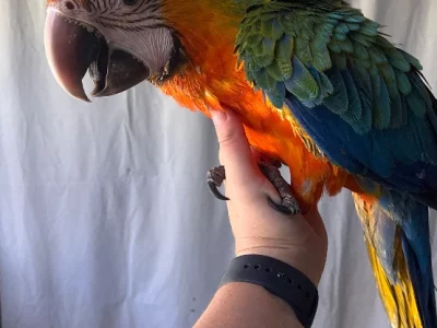 Macaws – Hervey Bay