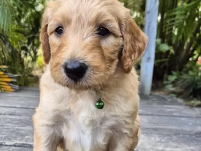 Bordoodle – Hervey Bay