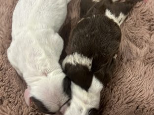 Dachshund – Singleton